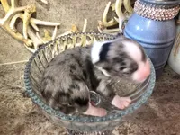 Iris, a female Chihuahua for sale in Hendrix, OK – 2 of 3