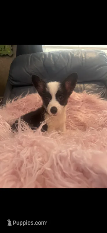 Tiny Morgan – Pembroke Welsh Corgi puppy for sale in Hendrix, OK