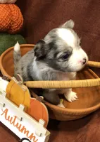 Tiny (LH) Iris, a female Chihuahua for sale in Hendrix, OK – 4 of 10