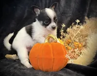 Gabe, a male Chihuahua for sale in Hendrix, OK – 3 of 5
