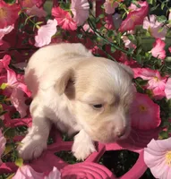Jake (longhair), a male Chihuahua for sale in Hendrix, OK – 4 of 8