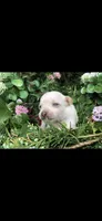 Tiny little Princess, a female Chihuahua for sale in Hendrix, OK – Photo 3 of 3