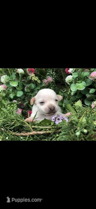 Tiny little Princess – Chihuahua puppy for sale in Hendrix, OK