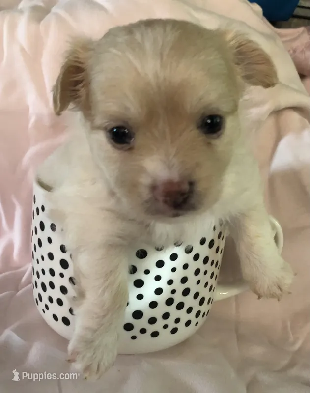 Jake (longhair) – Chihuahua puppy for sale in Hendrix, OK