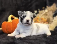 Prince (blue Merle), a male Chihuahua for sale in Hendrix, OK – 7 of 7