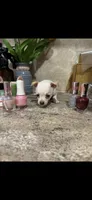 Tiny little Dutchess, a female Chihuahua for sale in Hendrix, OK – 3 of 7