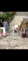 Tiny little Dutchess, a female Chihuahua for sale in Hendrix, OK – 4 of 7