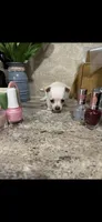 Tiny little Dutchess, a female Chihuahua for sale in Hendrix, OK – 7 of 7