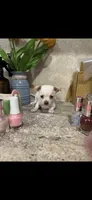 Tiny little Dutchess, a female Chihuahua for sale in Hendrix, OK – 1 of 7