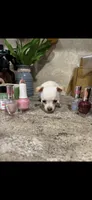 Tiny little Dutchess, a female Chihuahua for sale in Hendrix, OK – 2 of 7