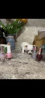 Tiny little Dutchess, a female Chihuahua for sale in Hendrix, OK – 6 of 7