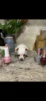 Tiny little Dutchess, a female Chihuahua for sale in Hendrix, OK – 5 of 7