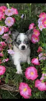 Tiny tiny blue eyes, a male Chihuahua for sale in Hendrix, OK – 1 of 8