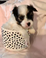Jed, a male Chihuahua for sale in Hendrix, OK – 4 of 5