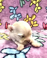 Gabe (runt), a male Chihuahua for sale in Hendrix, OK – 3 of 5