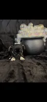 Unique lil shadow, a female Chihuahua and Pekingese for sale in Hendrix, OK – 8 of 9