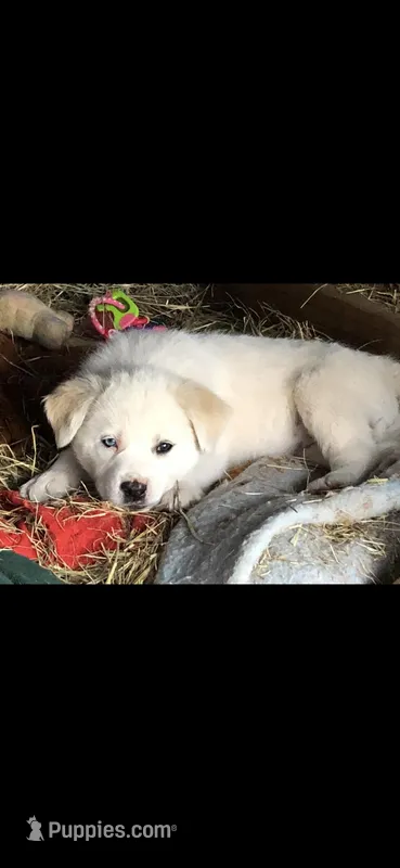 Sister, a female Anatolian Shepherd Dog and Great Pyrenees for sale in Hendrix, OK – Photo 1 of 2