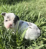 Prince, a male Chihuahua for sale in Hendrix, OK – 3 of 3