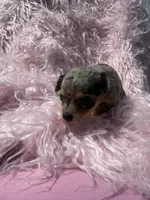 Oliva, a female Chihuahua for sale in Hendrix, OK – 3 of 5