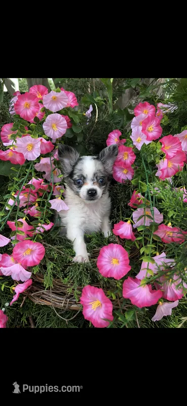 Tiny tiny blue eyes – Chihuahua puppy for sale in Hendrix, OK