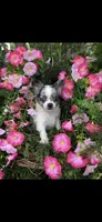 Tiny tiny blue eyes, a male Chihuahua for sale in Hendrix, OK – 1 of 9