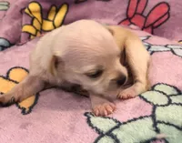 Gabe (runt), a male Chihuahua for sale in Denison, TX – 4 of 5