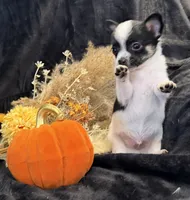 Tiny Tiny Gabe, a male Chihuahua for sale in Hendrix, OK – 1 of 3