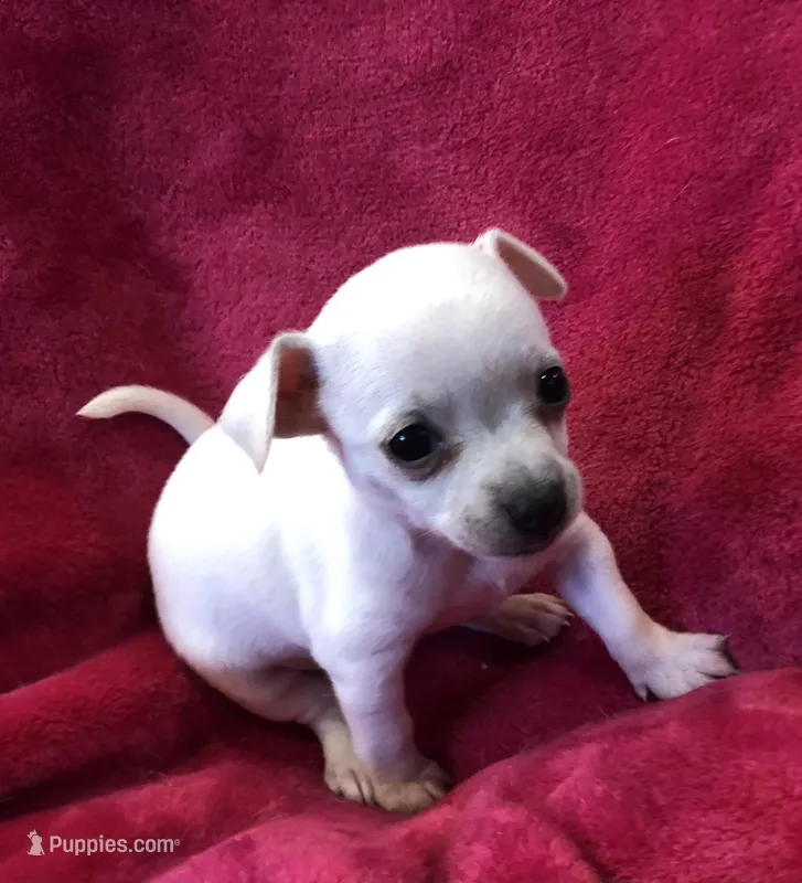 White Princess – Chihuahua puppy for sale in Hendrix, OK