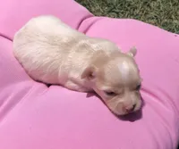 Jake, a male Chihuahua for sale in Hendrix, OK – 3 of 8