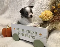 Super tiny LH sky with one blu eye, a female Chihuahua for sale in Hendrix, OK – 4 of 5