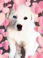 Sister, a female Anatolian Shepherd Dog and Great Pyrenees for sale in Denison, TX – Photo 2 of 2