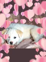 Sister, a female Anatolian Shepherd Dog and Great Pyrenees for sale in Denison, TX – Photo 1 of 2