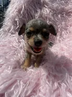 Oliva, a female Chihuahua for sale in Hendrix, OK – 3 of 5