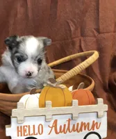 Tiny (LH) Iris, a female Chihuahua for sale in Hendrix, OK – 5 of 10
