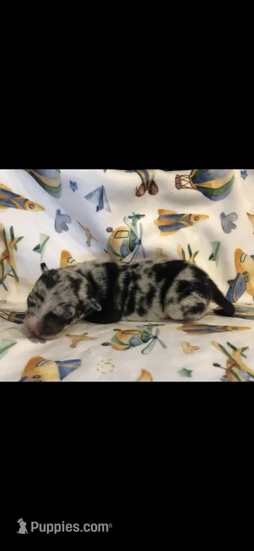 Tiny Merle m – Chihuahua puppy for sale in Hendrix, OK