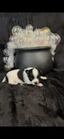 Tiny Gabe, a male Chihuahua for sale in Hendrix, OK – 9 of 10