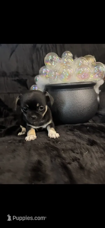 Shadow – Chihuahua, Pekingese puppy for sale in Hendrix, OK