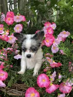 Tiny tiny blue merle, a male Chihuahua for sale in Hendrix, OK – 10 of 10