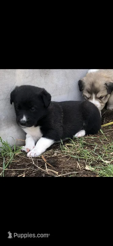 Bell, a female Australian Shepherd and Great Pyrenees for sale in Denison, TX – Photo 1 of 1