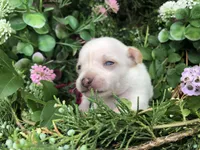 Tiny Princess SH, a female Chihuahua for sale in Hendrix, OK – Photo 2 of 2