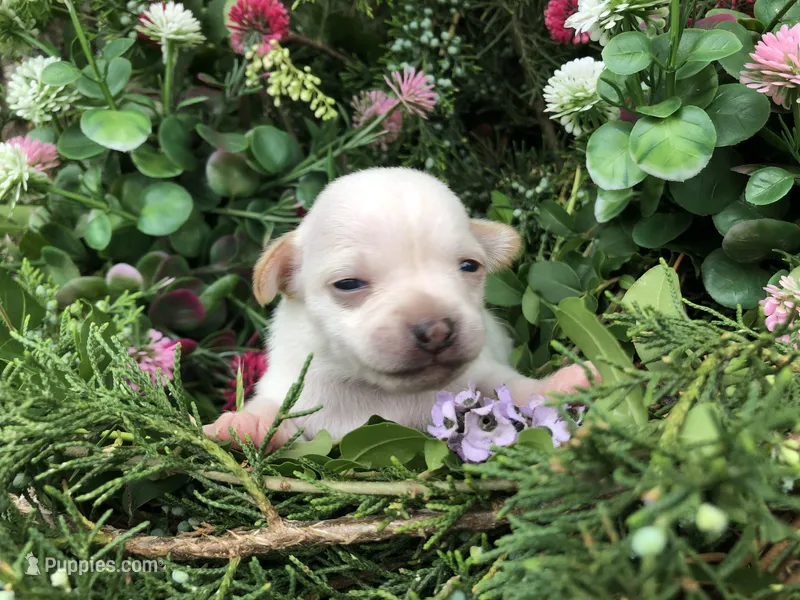 Tiny Princess SH – Chihuahua puppy for sale in Hendrix, OK