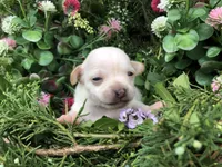 Tiny Princess SH, a female Chihuahua for sale in Hendrix, OK – Photo 1 of 2