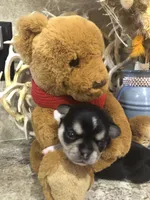 Reba, a female Chihuahua and Pekingese for sale in Hendrix, OK – 3 of 5