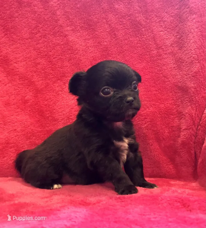 Tiny, tiny, tiny Knight, a male Chihuahua for sale in Hendrix, OK – Photo 1 of 3