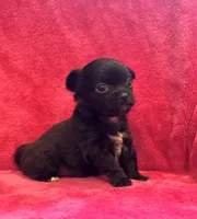 Tiny, tiny, tiny Knight, a male Chihuahua for sale in Hendrix, OK – Photo 1 of 3