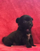 Tiny, tiny, tiny Knight, a male Chihuahua for sale in Hendrix, OK – Photo 2 of 3