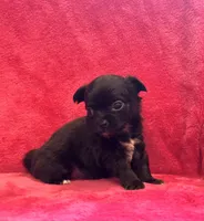 Tiny, tiny, tiny Knight, a male Chihuahua for sale in Hendrix, OK – Photo 3 of 3