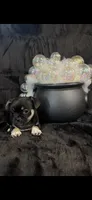 Unique lil shadow, a female Chihuahua and Pekingese for sale in Hendrix, OK – 4 of 9