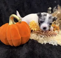 Kane (blue Merle) (LH), a male Chihuahua for sale in Hendrix, OK – 5 of 5
