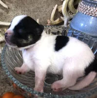 Gabe, a male Chihuahua for sale in Hendrix, OK – 3 of 4